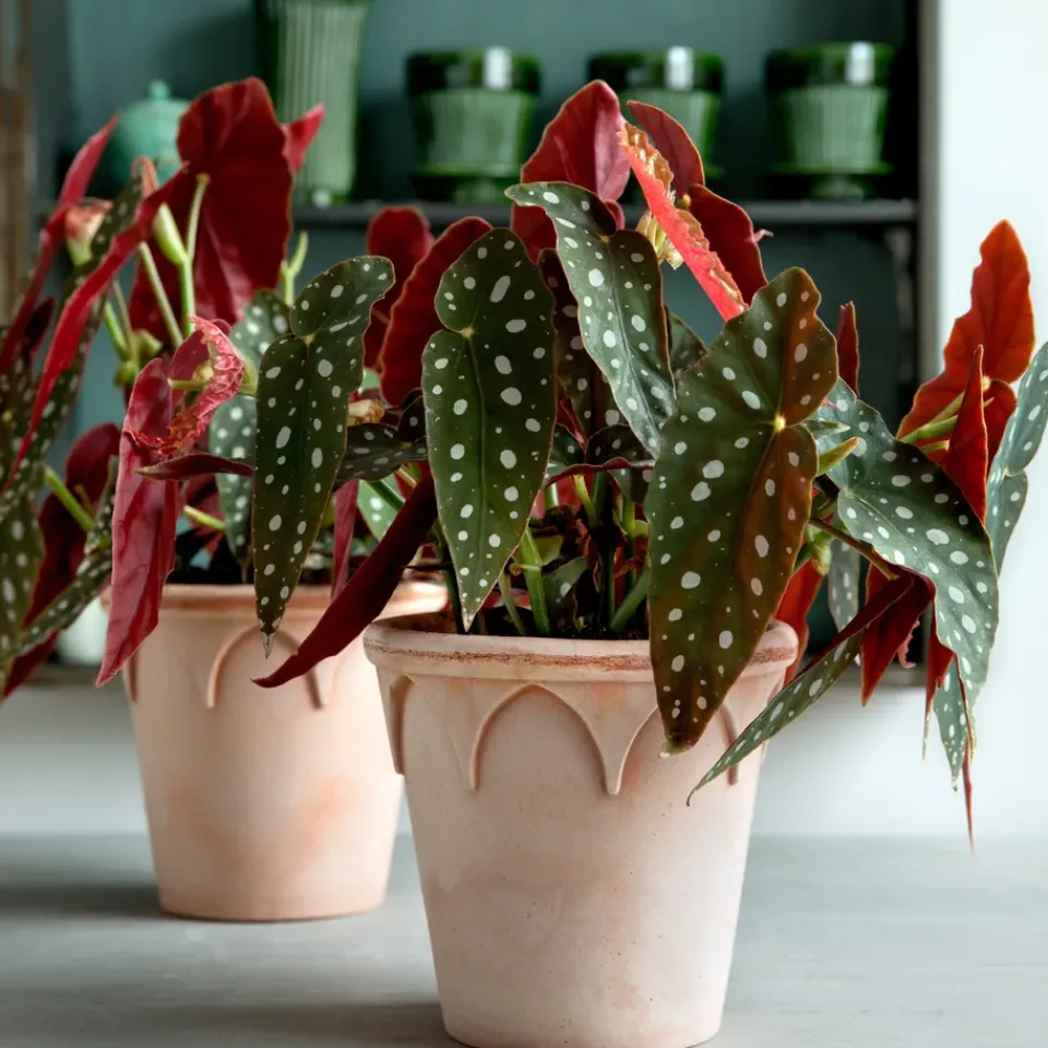 Bergs Potter Maceta Elizabeth Ø14 cm, Rose Rosa Clearance
